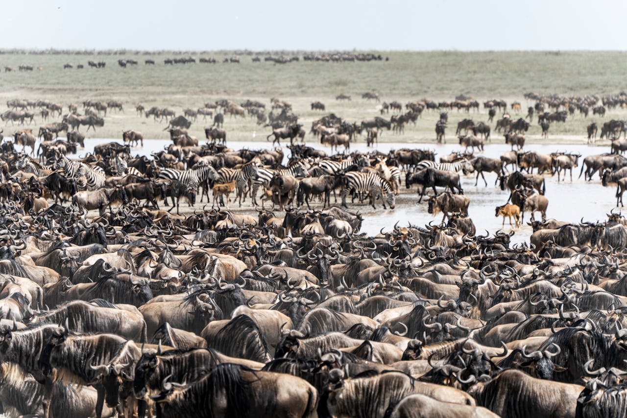 Best Time to Visit Kenya: Month-by-Month Guide