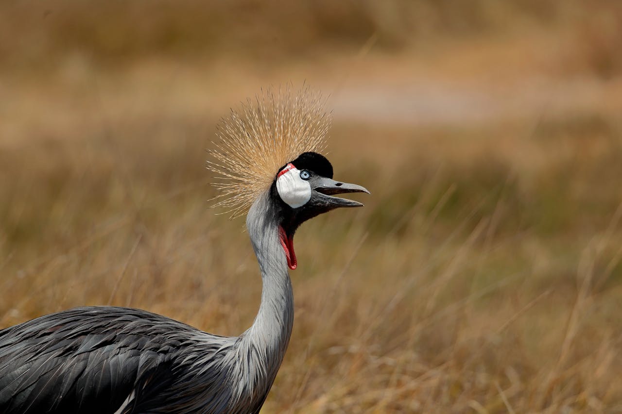Safari on a Budget: How to Experience Africa Without Breaking the Bank