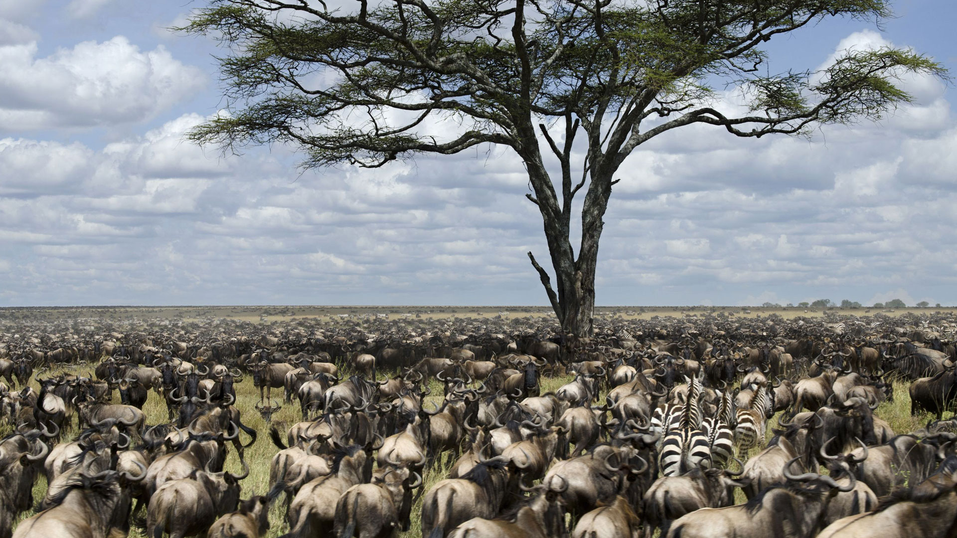 The Ultimate Guide to the Great Migration in Masai Mara