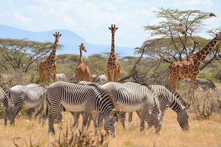 Top 10 Wildlife Photography Tips for African Safaris