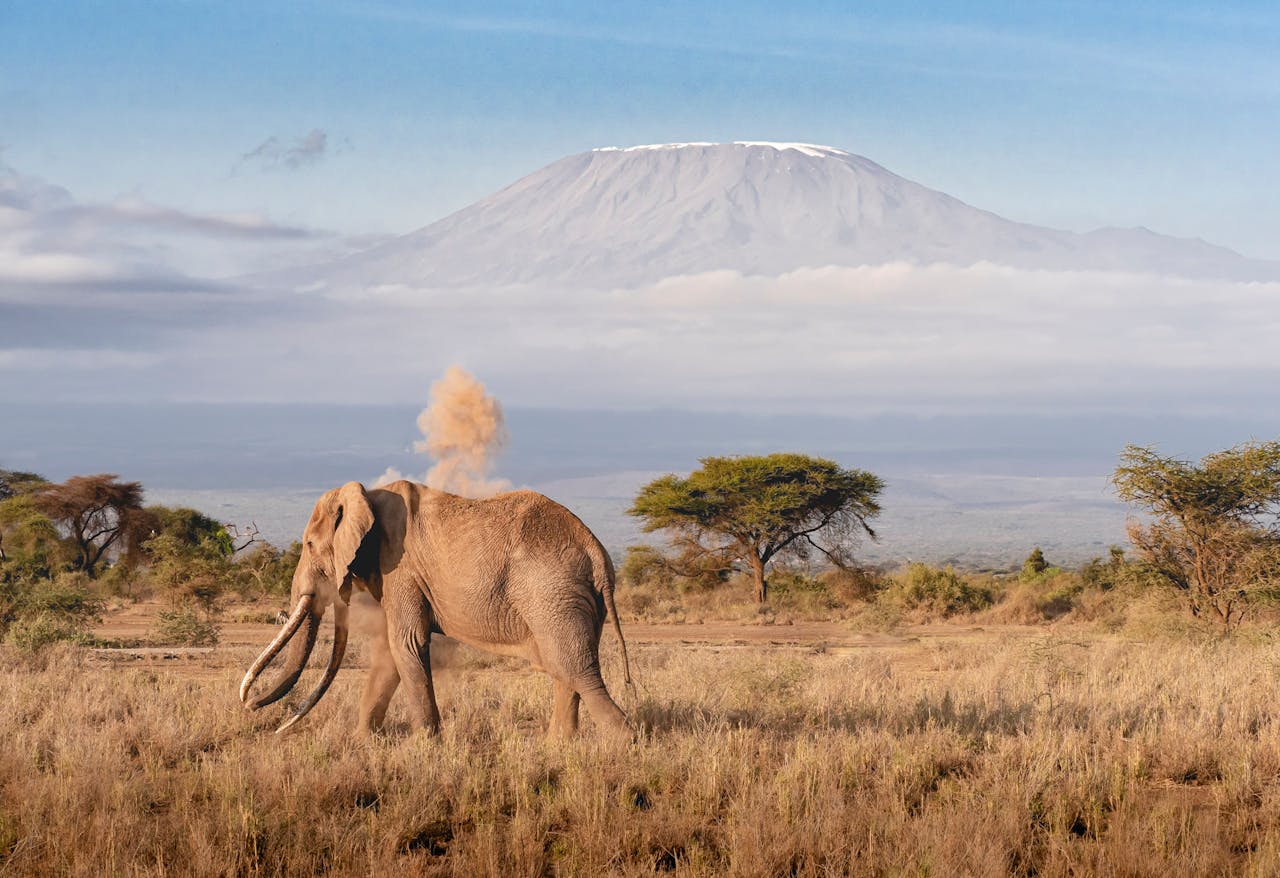Amboseli National Park - Best Views of Mount Kilimanjaro and Elephant Herds | Puercoespin Safaris