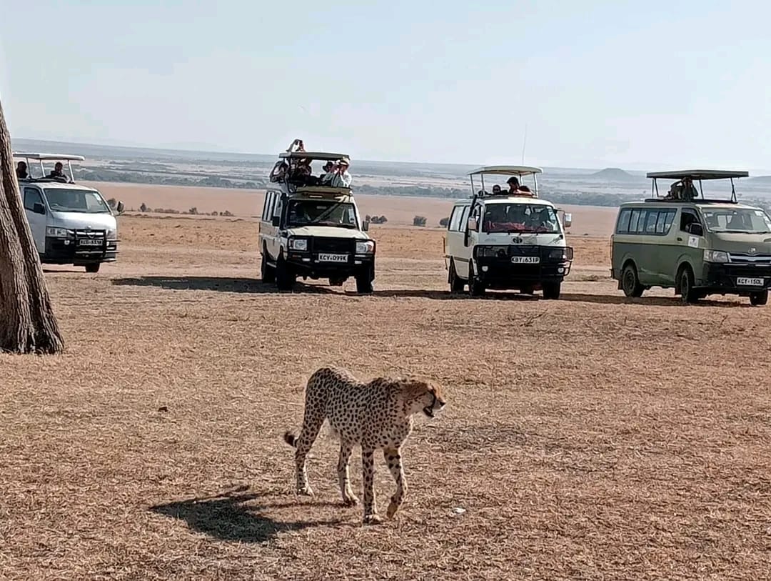 Tsavo
