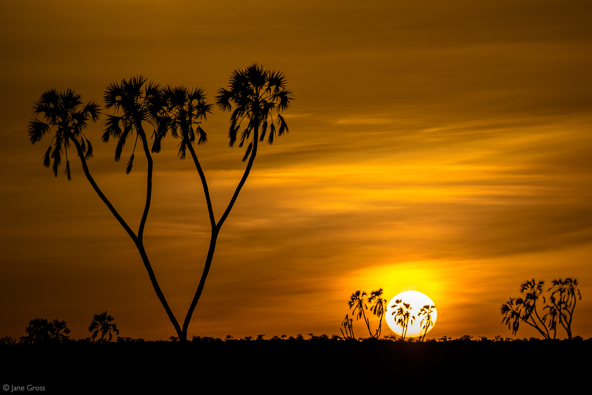 Samburu National Reserve - Unique Wildlife Species and Scenic Landscapes | Puercoespin Safaris