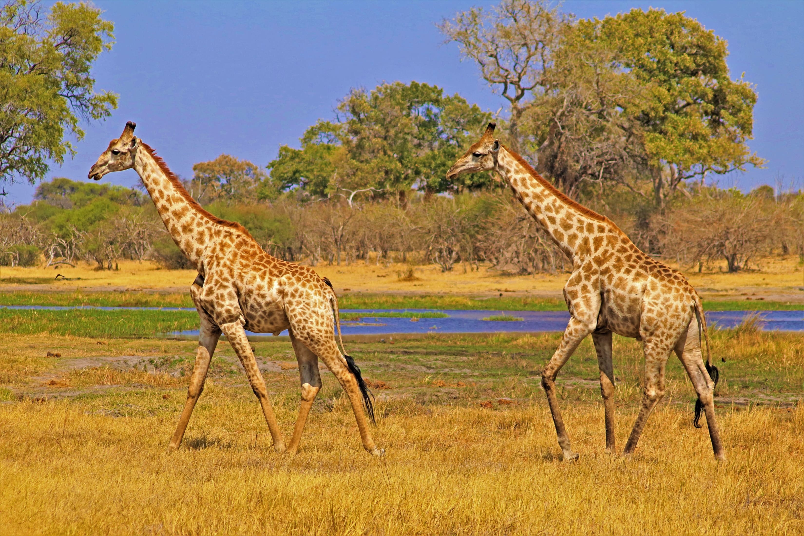 Selous Game Reserve (Nyerere National Park)