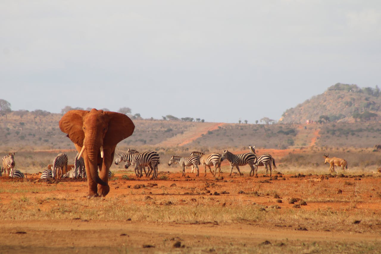 Tsavo National Park - Kenya's Largest Wildlife Sanctuary | Puercoespin Safaris