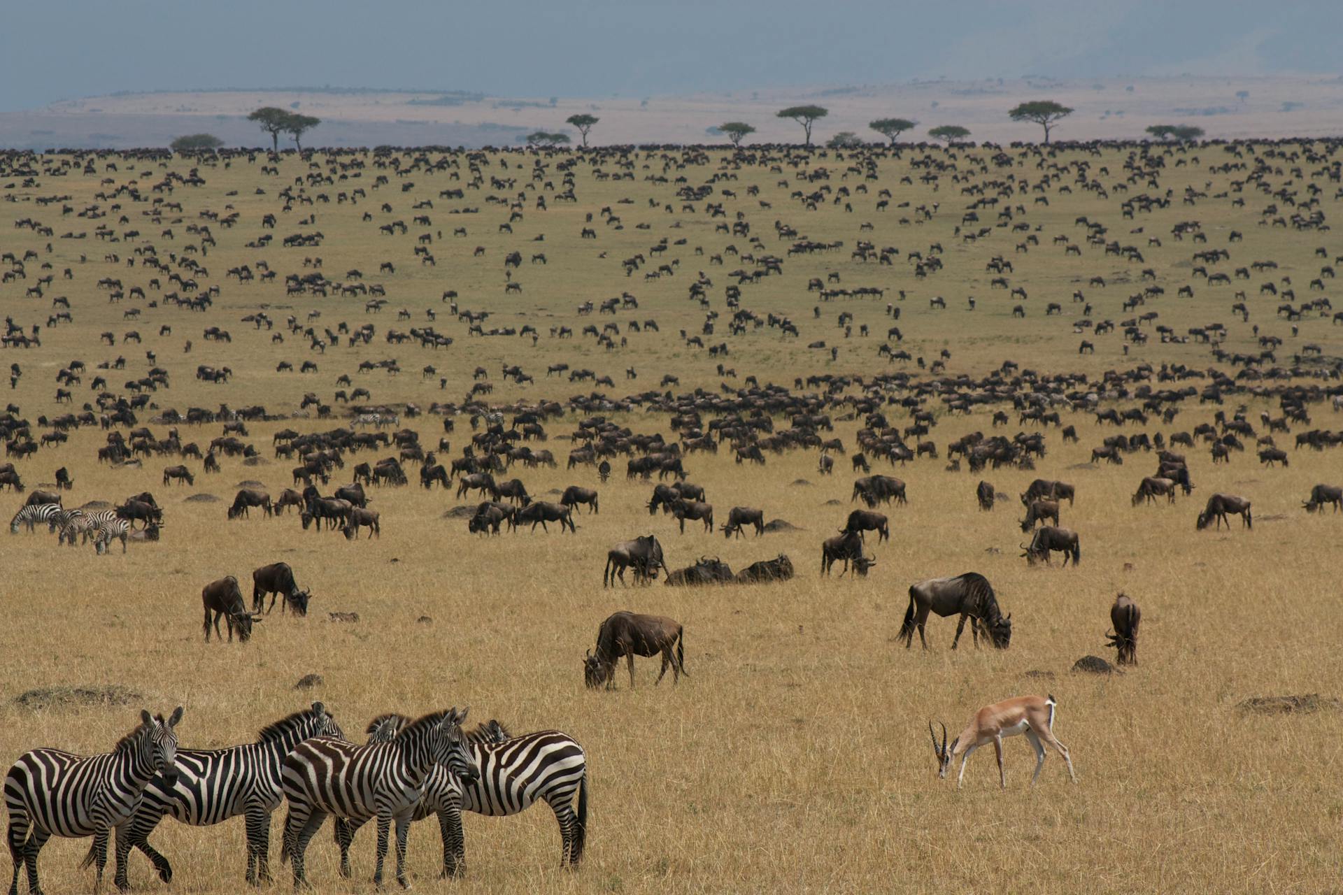 Masai Mara Luxury Safari Adventure