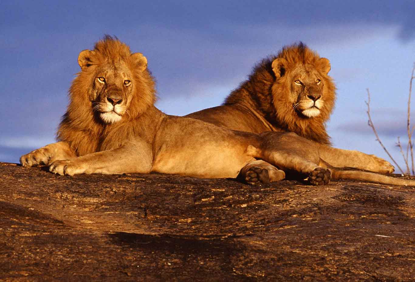 3 Day Amboseli National Park Budget Safari Adventure