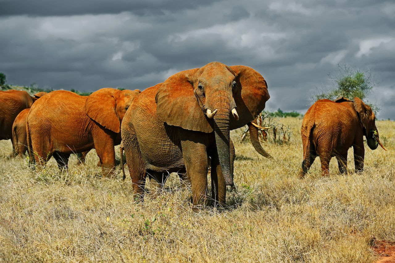 Amboseli, Tsavo East & West Ultimate Safari