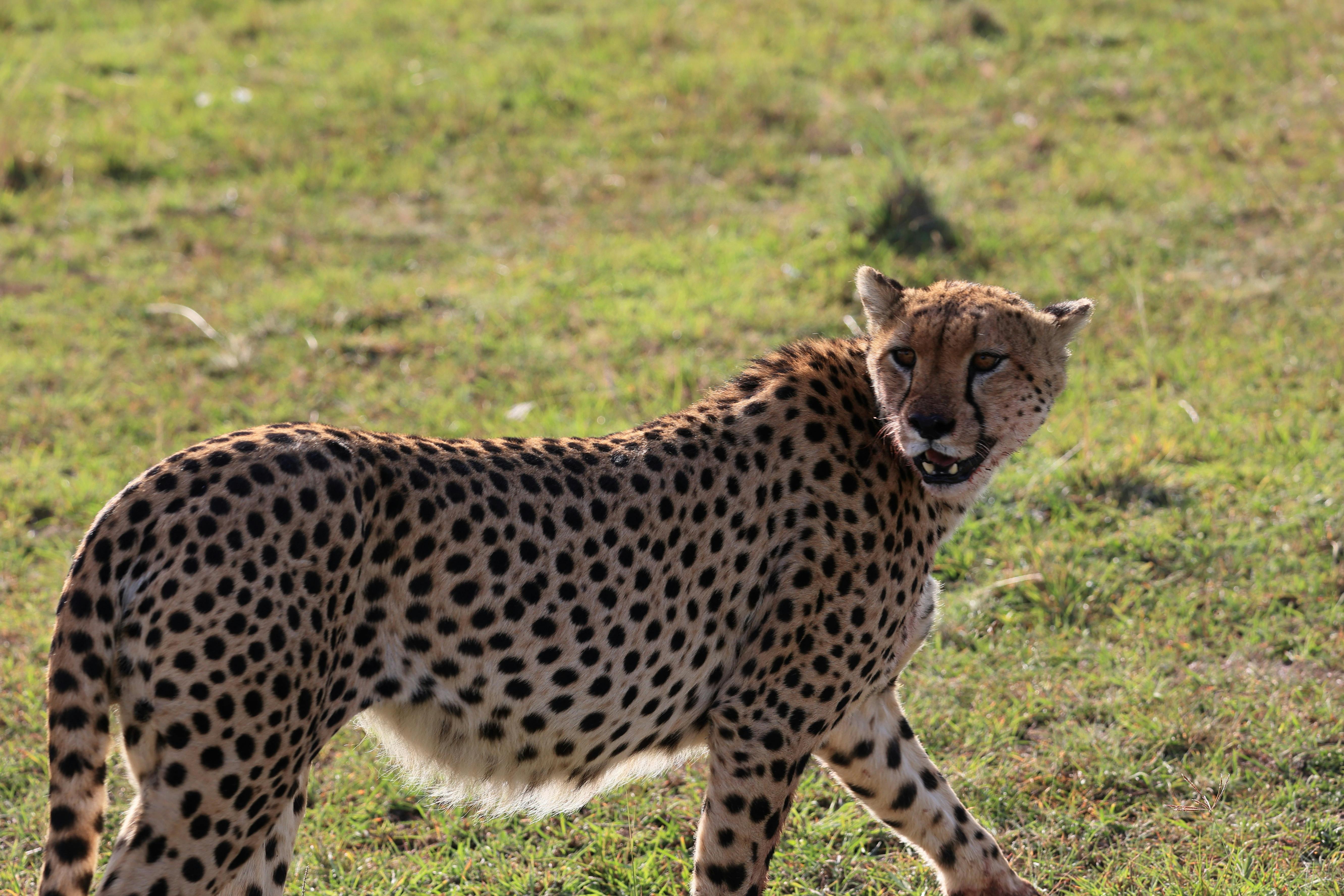 10-Day Ultimate Kenya Safari Circuit
