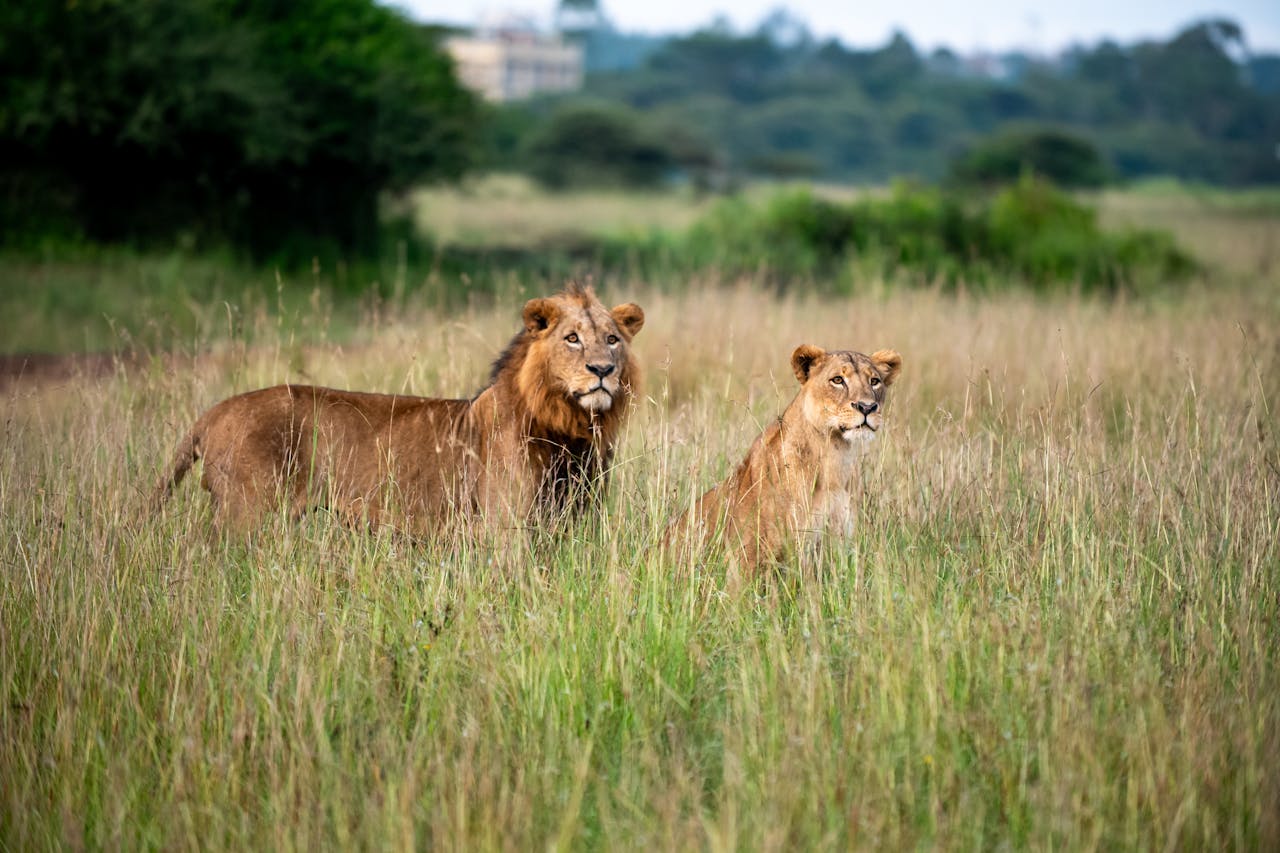 Nairobi National Park Day Safari