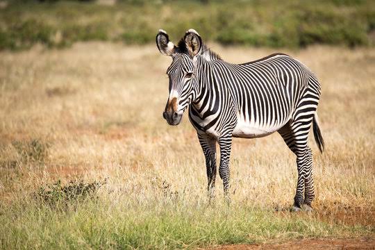 Samburu Special Five Safari