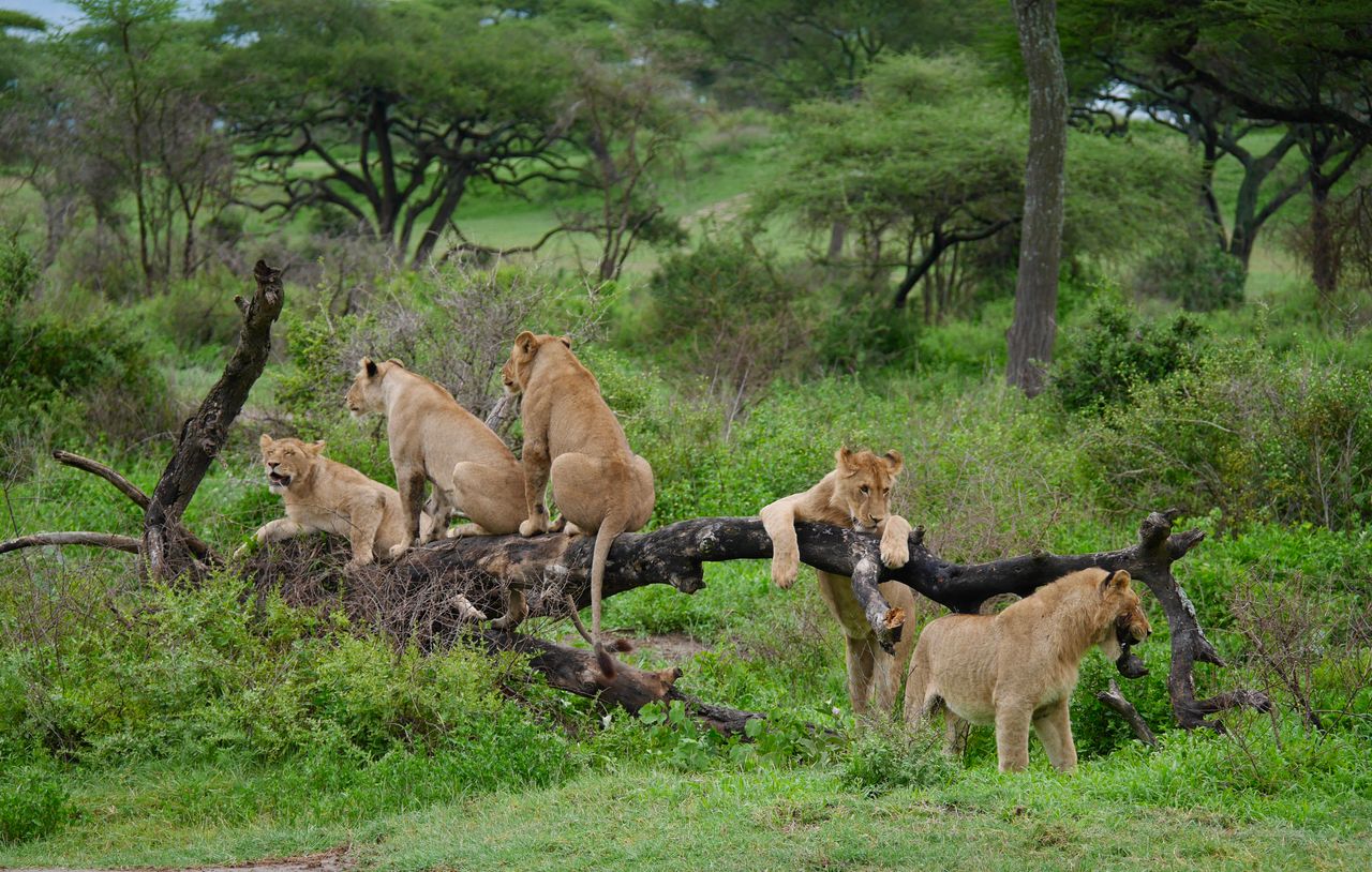 Tanzania's Finest – Elephants to the Crater